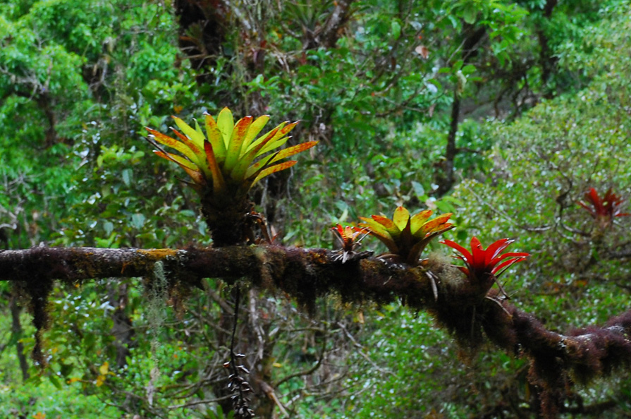 Hotel Dantica Cloud Forest Lodge San Gerardo, Costa Rica. Packages