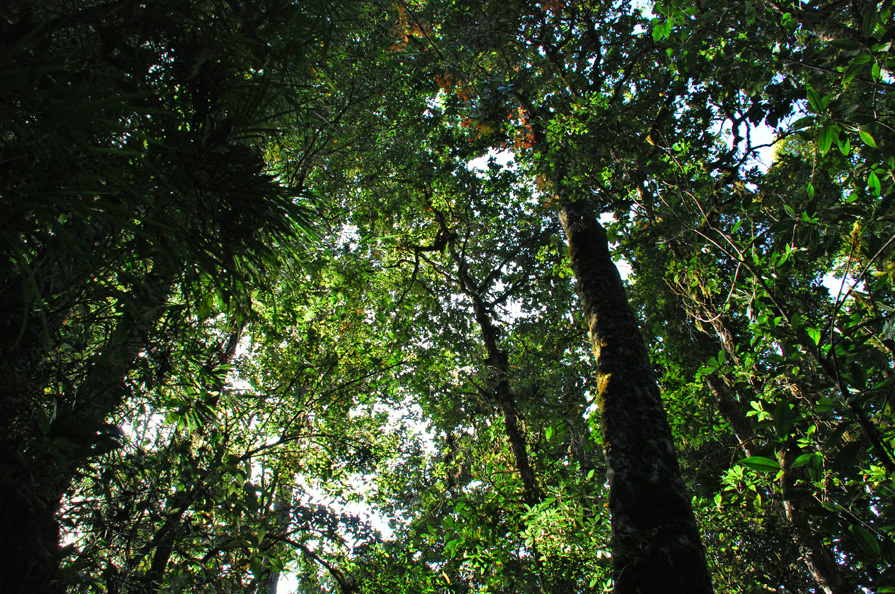 Tours | Cloud Forest Lodge, Dantica